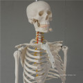 China cheap China ISO Life-Size Hand Skeleton model